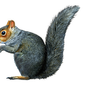 Squirrel PNG