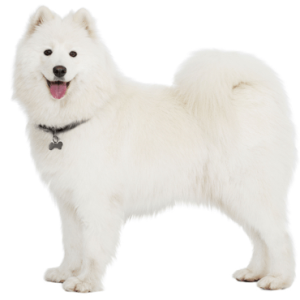 Samoyed PNG
