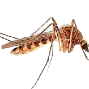 Mosquito PNG