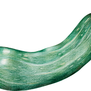 marrow PNG