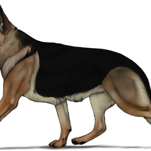 German Shepherd PNG