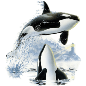 Killer whale PNG