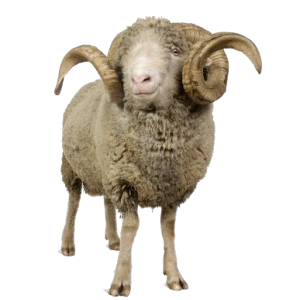 sheep PNG image