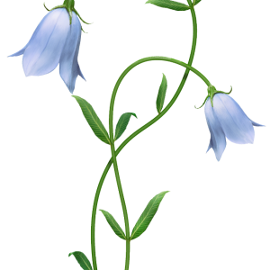 Bellflower PNG