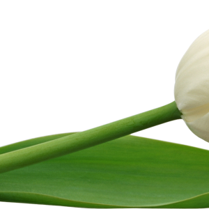 Tulip PNG image