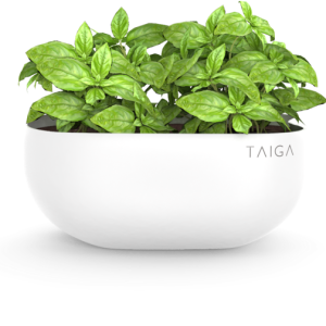Basil PNG
