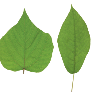 Green leaf PNG
