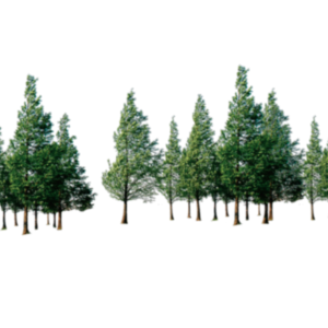Forest PNG