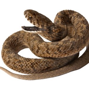 Snake PNG image picture download free