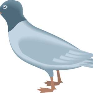 Gull PNG