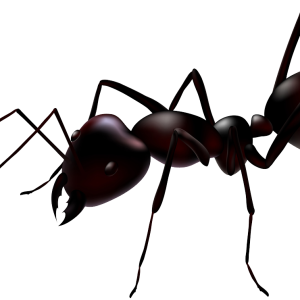 ant PNG