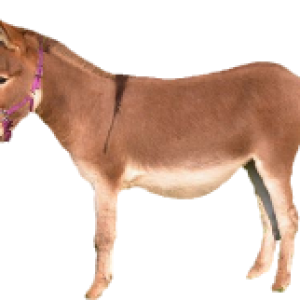 Donkey PNG