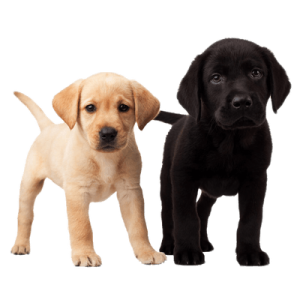Labrador Retriever PNG