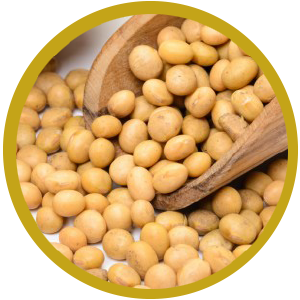 Soybean PNG