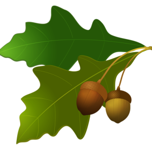 Acorn PNG image