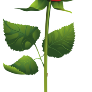 Rose PNG