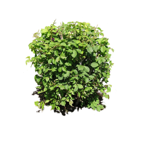 Bush plant PNG image