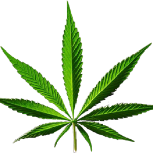 Cannabis PNG