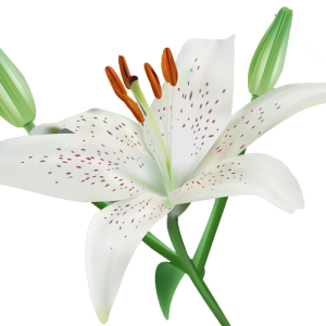 Lilium PNG