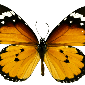 Butterfly PNG