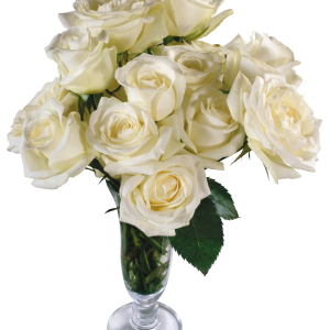 White rose PNG image, flower white rose PNG picture