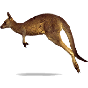 Kangaroo PNG