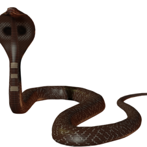 Cobra PNG