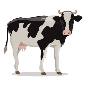 cow PNG