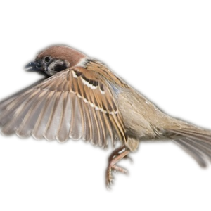 Sparrow PNG