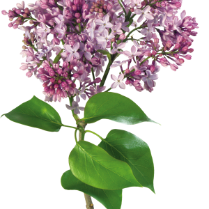 Lilac PNG