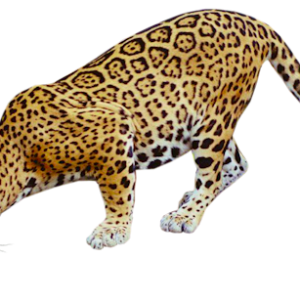 Jaguar PNG