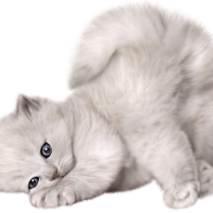 Cat kitten PNG