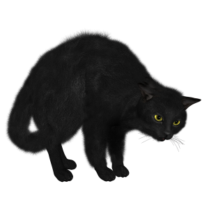 Black Cat PNG image
