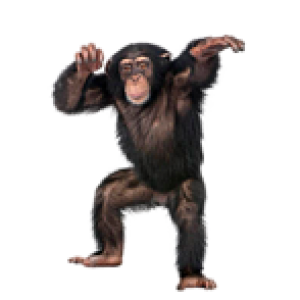 Monkey PNG