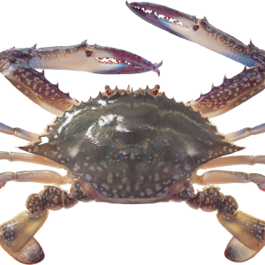 Crab PNG