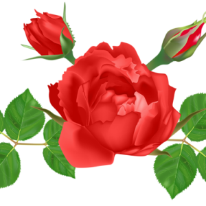 Rose PNG