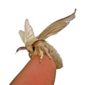 Moth PNG
