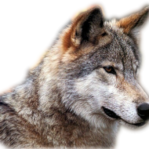 Wolf PNG