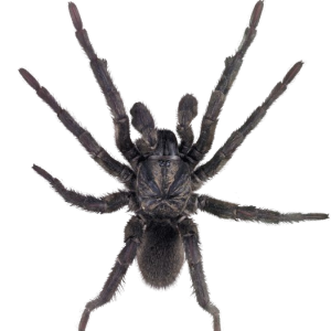 Spider PNG image