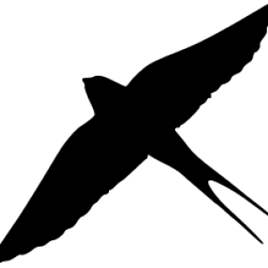 Swallow PNG