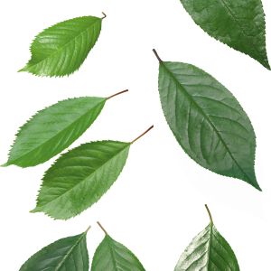 Green leaf PNG