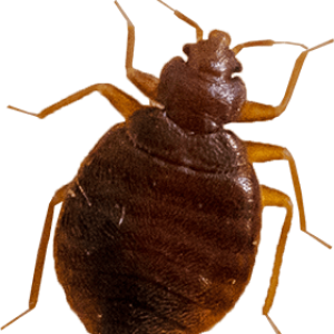 Bed bug PNG