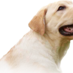 Labrador Retriever PNG