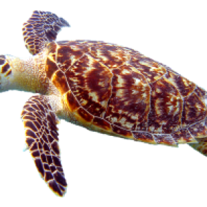 Turtle PNG