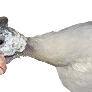Turkey bird PNG