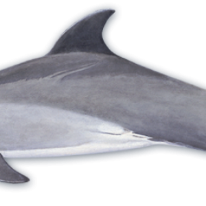 Dolphin PNG