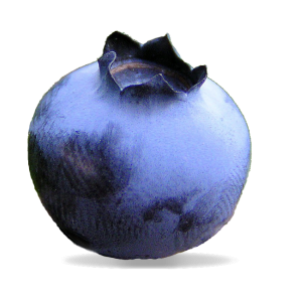 Blueberries PNG