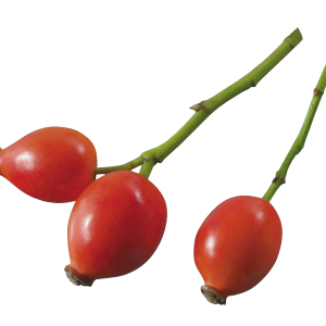 image rose hip PNG