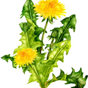 Dandelion PNG