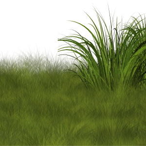 Grass PNG